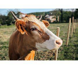 Животноводство: организация технологического процесса производства продуктов животноводства в условиях сельскохозяйственного предприятия