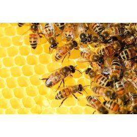 Пчеловодство. Организация технологического процесса производства продуктов пчеловодства