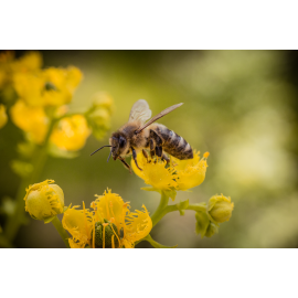 Апиология: организация технологического процесса производства продуктов пчеловодства