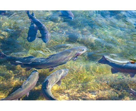 Рыбоводство: организация и технологии товарного выращивания рыбы и гидробионтов в прудах»