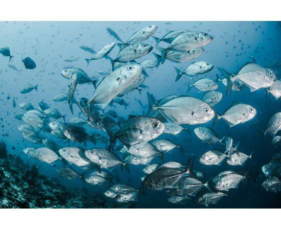 Рыбоводство. Организация и технологии товарного выращивания рыбы и ракообразных в УЗВ